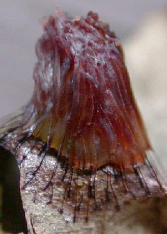 pazderek hnědý (Stemonitis fusca)