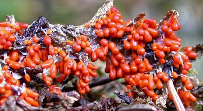 Hlenka lesklík křehký (Leocarpus fragilis)