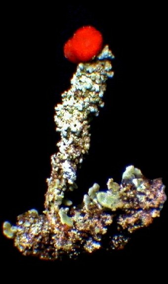 Dutohlávka červcová (Cladonia coccifera)