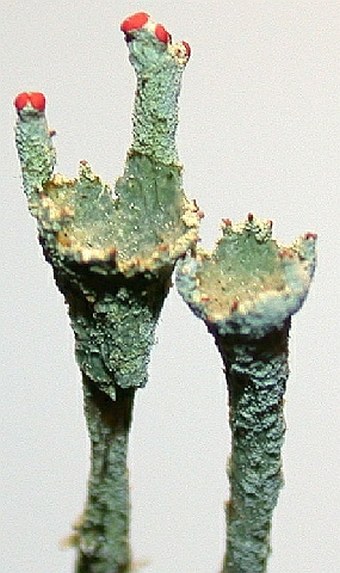 Dutohlávka červcová (Cladonia coccifera)