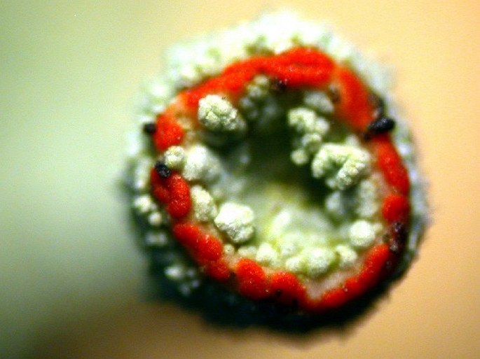 Dutohlávka červcová (Cladonia coccifera)