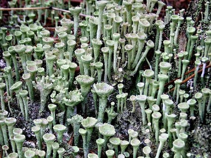 Dutohlávka (Cladonia)