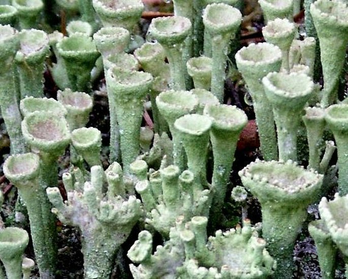 Dutohlávka (Cladonia)