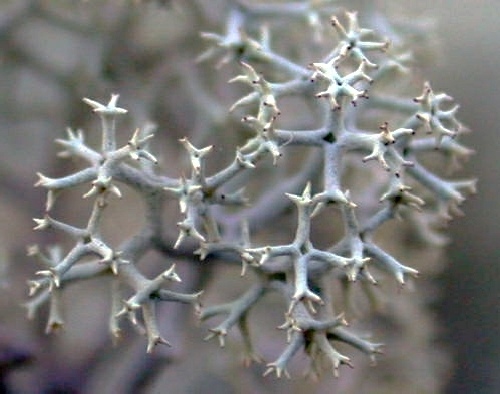Dutohlávka ježatá (Cladonia portentosa)