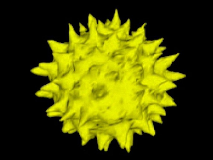 Pylová zrna slunečnice