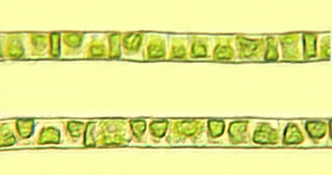 The green alga of  Chlorophyceae class