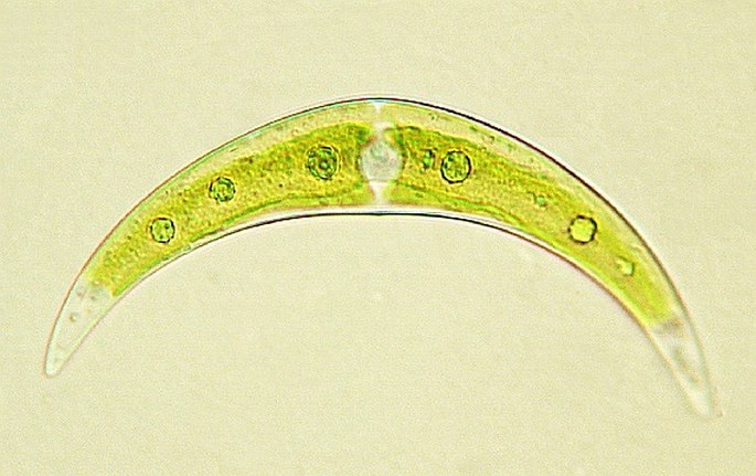The green alga of Closterium genus