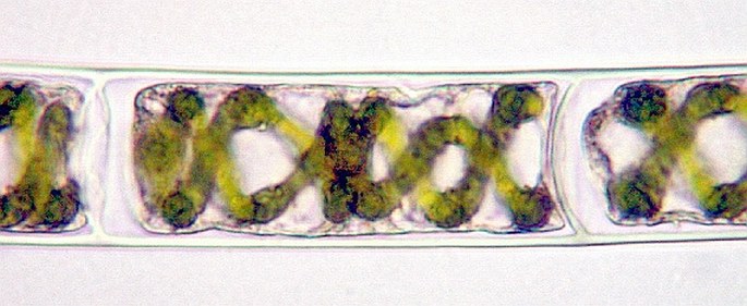 The green alga of Spirogyra genus