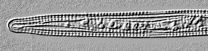 Different individuals of the diatoms species