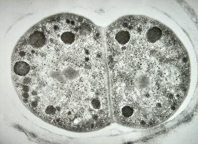 The blue-green alga just before and after a division by a simple fission