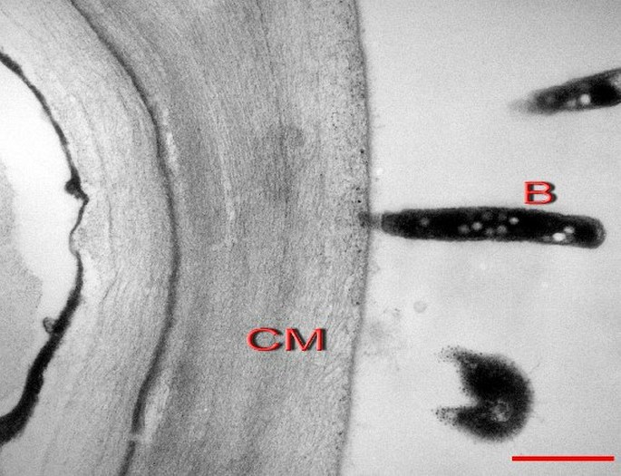 A cellulosic cell wall of a blue-green alga (CM) with perpendicularly attached bacteria (B)