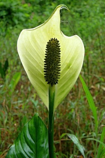 Spathiphyllum friedrichsthalii