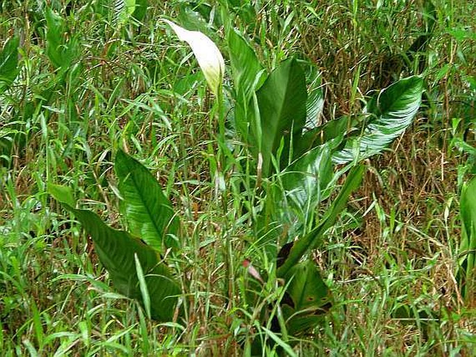 Spathiphyllum friedrichsthalii
