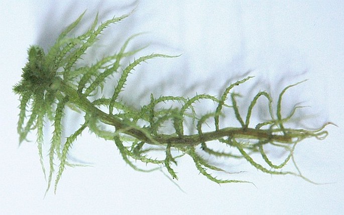 Sphagnum squarrosum