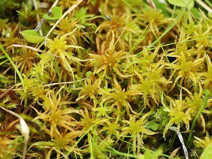 Sphagnum subsecundum