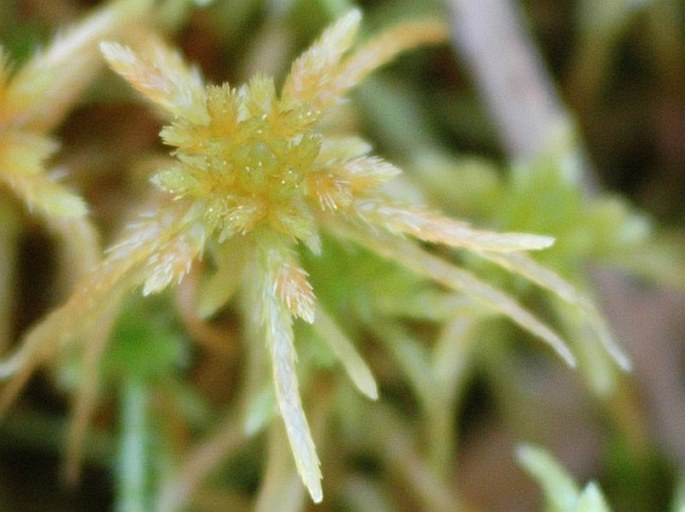 Sphagnum subsecundum