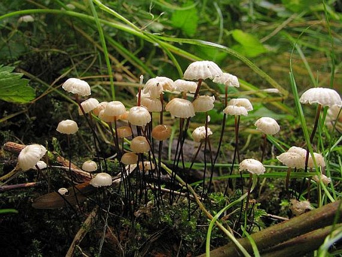 MARASMIUS ROTULA (Soop.) Fr. - špička kolovitá / tanečnica golieriková