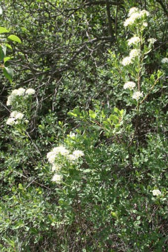 Spiraea crenata