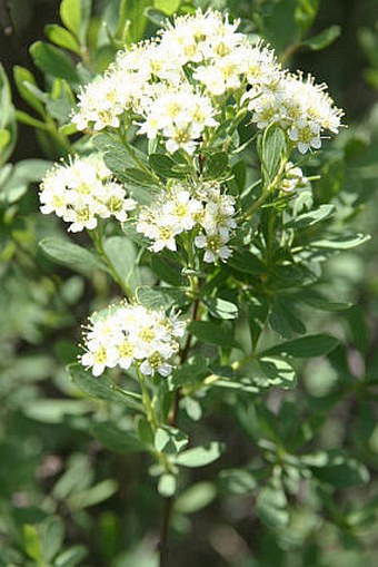 Spiraea crenata