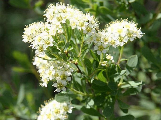 Spiraea crenata