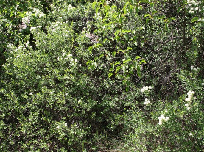 Spiraea crenata