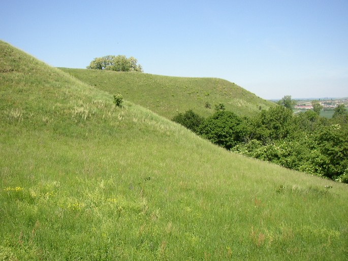 Biotope