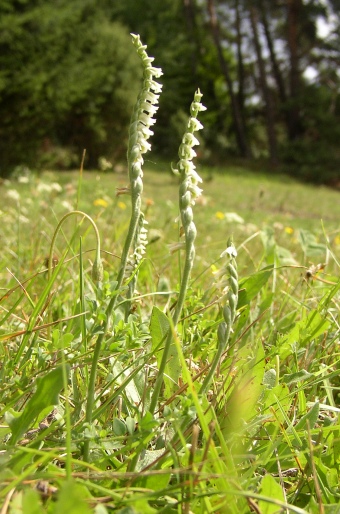 Spiranthes spiralis