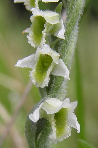 Spiranthes spiralis