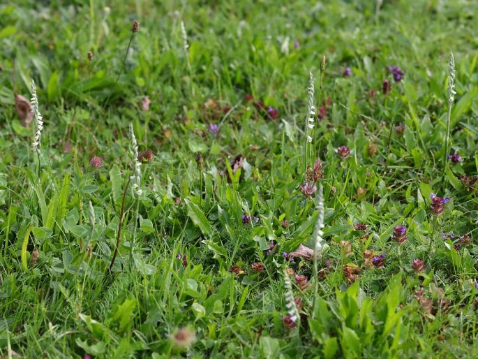 Spiranthes spiralis