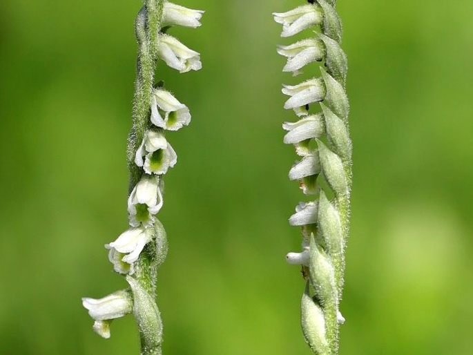 Spiranthes spiralis