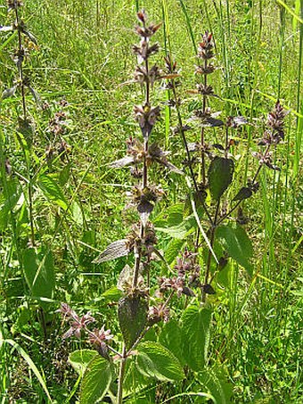 Stachys alpina