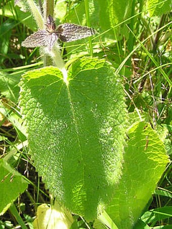 Stachys alpina