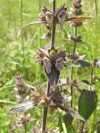 Stachys alpina