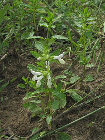 Stachys annua