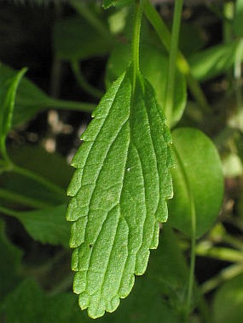 Stachys annua