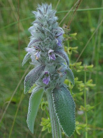 Stachys germanica