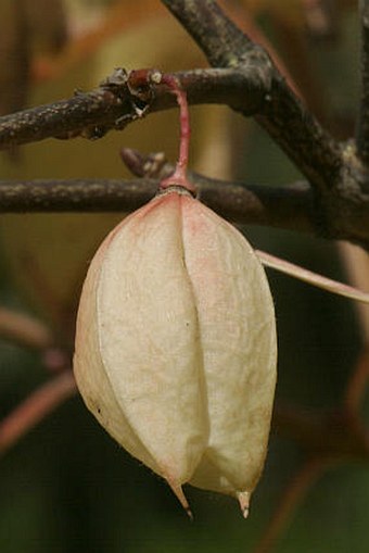 Staphylea holocarpa