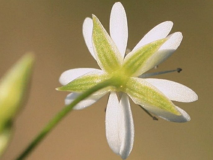 Stellaria longifolia