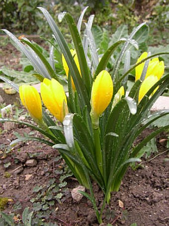 Sternbergia lutea