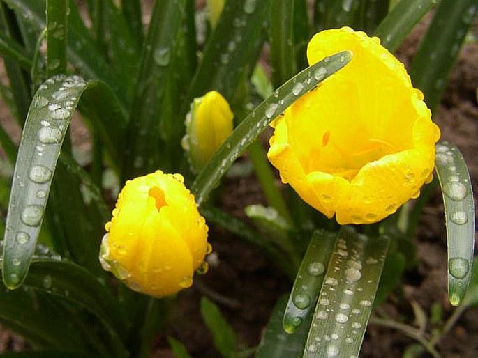 Sternbergia lutea