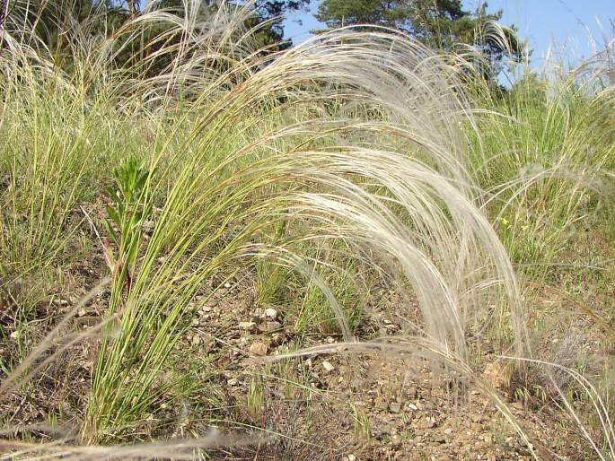 Stipa borystenica