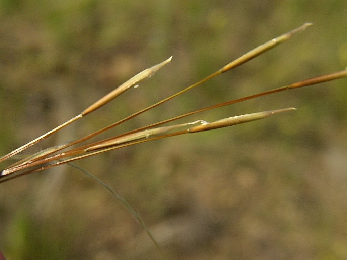 Stipa borystenica