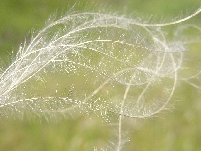 Stipa borystenica