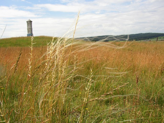 STIPA PENNATA var. PUBERULA (Podpěra et Suza) Kubát – kavyl Ivanův pýřitý / kavyľ Ivanov