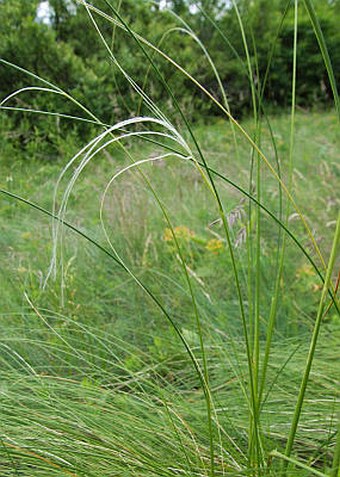 Stipa tirsa