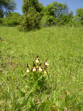 Strabišov-Oulehla