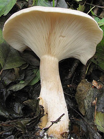 Clitocybe nebularis