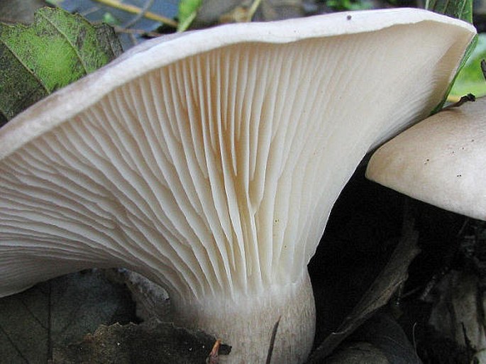 Clitocybe nebularis