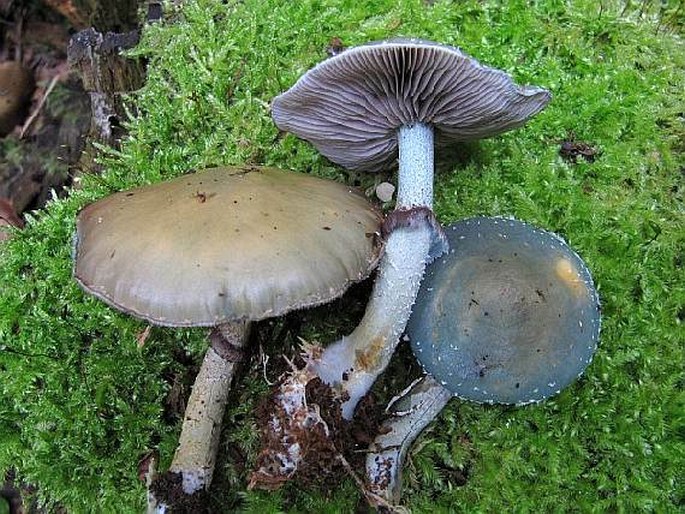 Stropharia aeruginosa