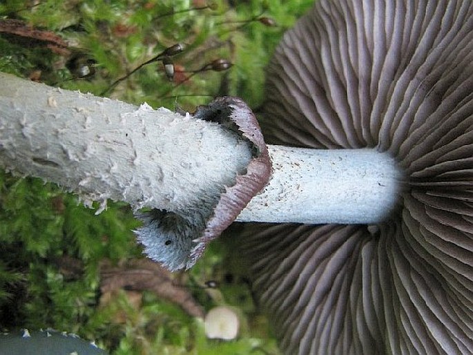 Stropharia aeruginosa